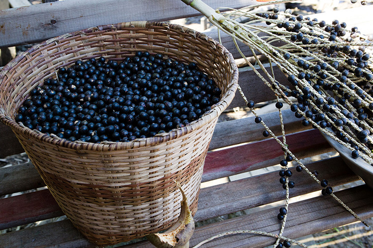 Ripe Acai Berries