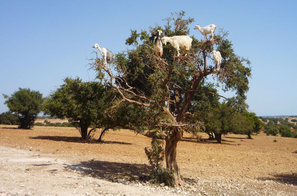 argan tree with goats