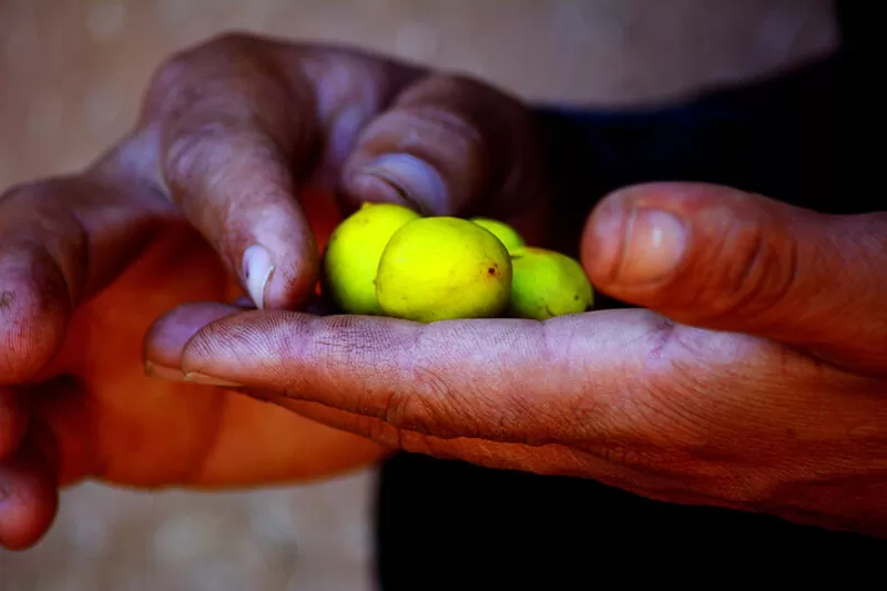 argan fruits
