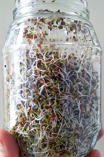 Growing Sprouts at Home: Here’s Your Beginner Guide! - Food Converter