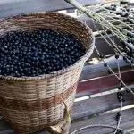 acai_berries_brasil_2