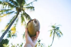 fresh coconut