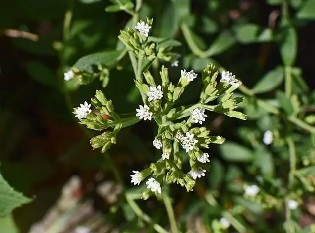 stevia flower