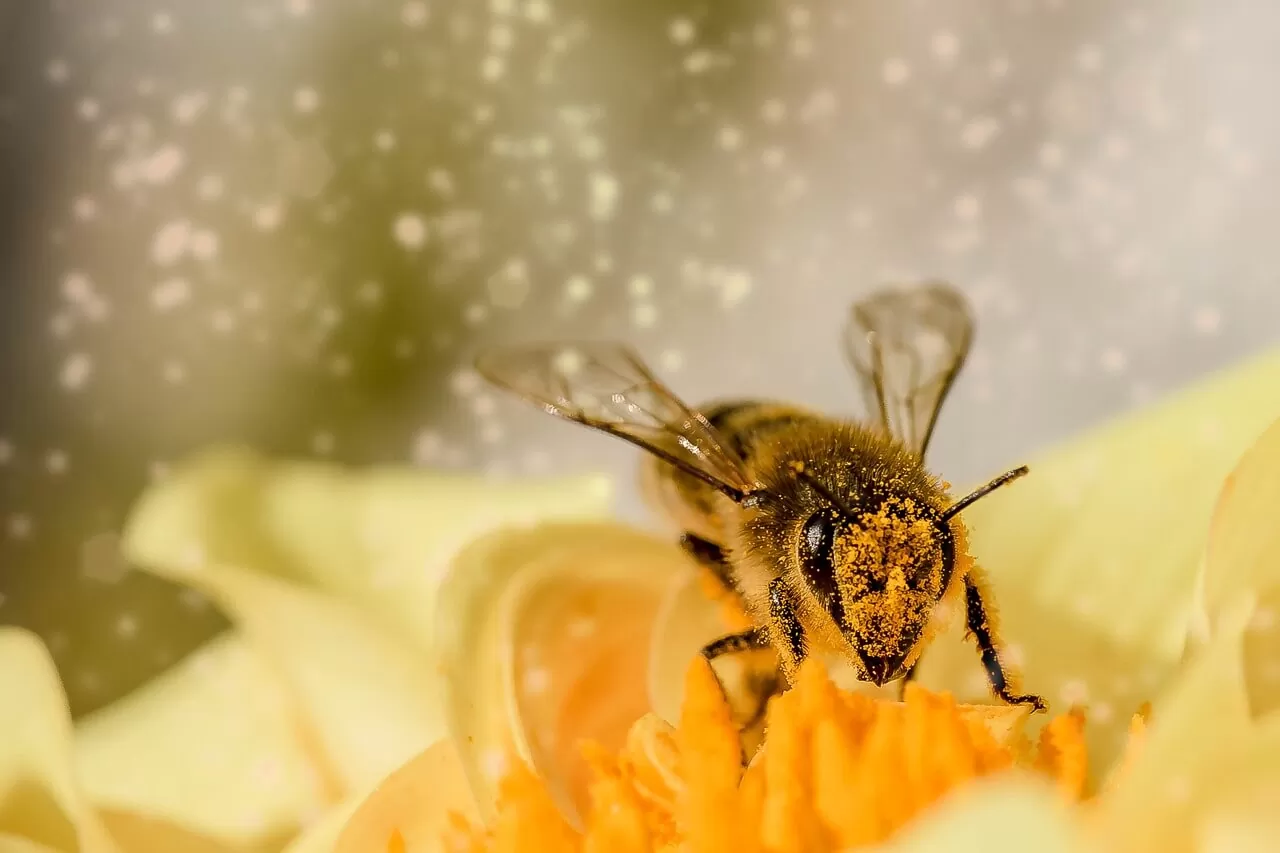 bee picking pollen